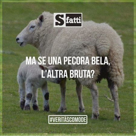 Pecora bela altra bruta