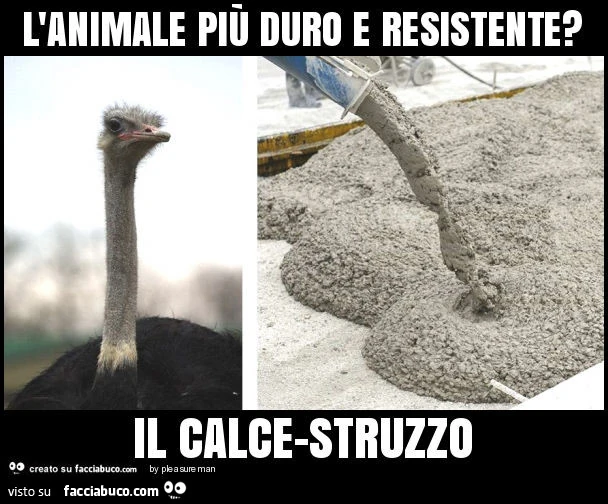 L'animale più duro e resistente? Il calce-struzzo