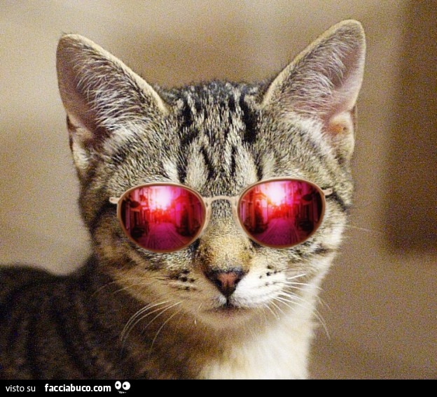 Gatto con gli occhiali da sole - Facciabuco.com