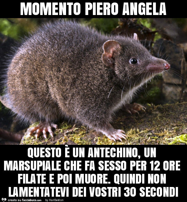 Momento piero angela questo è un antechino, un marsupiale che fa sesso per 12 ore filate e poi muore. Quindi non lamentatevi dei vostri 30 secondi