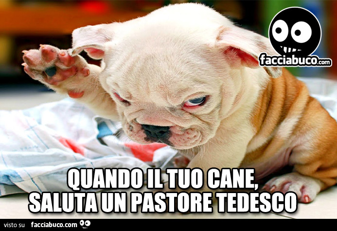 Quando il tuo cane, saluta un pastore tedesco