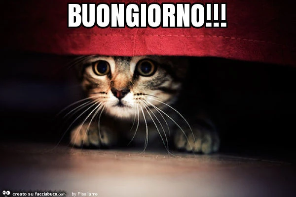 Buongiorno