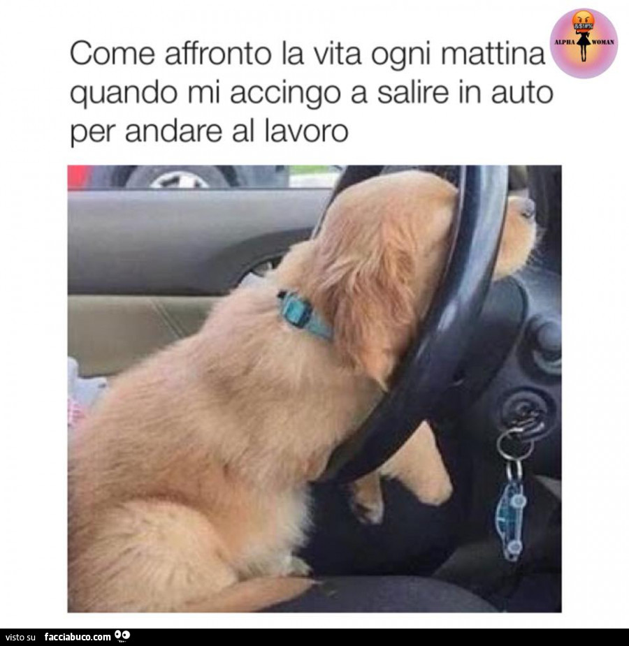 Cane addormentato sul volante: Come affronto la vita ogni mattina quando mi accingo a salire in auto per andare al lavoro