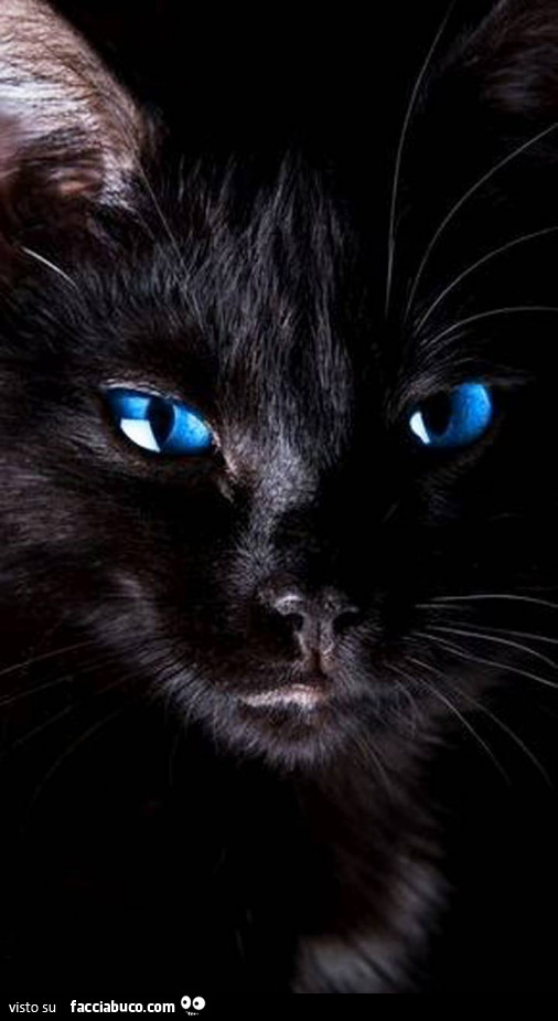 Gatto nero con gli occhi blu