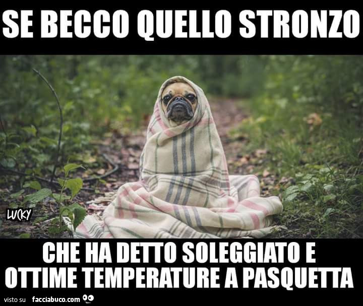 Cane infagottato in una coperta: Se becco quello stronzo che ha detto soleggiato e ottime temperature a pasquetta
