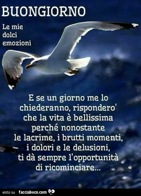 Buongiorno. E se un giorno me lo chiederanno, risponderò che la vita è bellissima perché nonostante le lacrime, i brutti momenti, i dolori e le delusioni, ti dà sempre l'opportunità di ricominciare