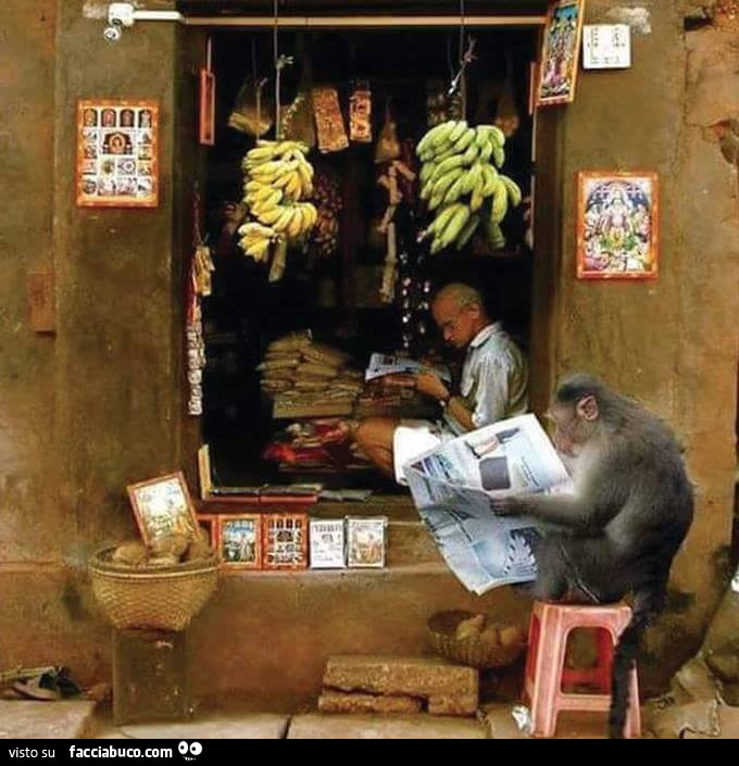 Scimmia legge il giornale