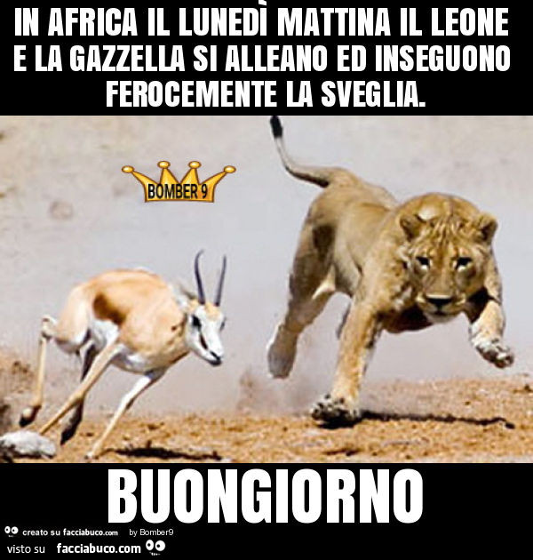 In africa il lunedì mattina il leone e la gazzella si alleano ed inseguono ferocemente la sveglia. Buongiorno