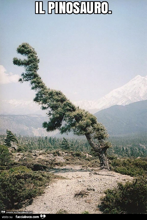 Il pinosauro