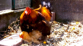 Vaccata