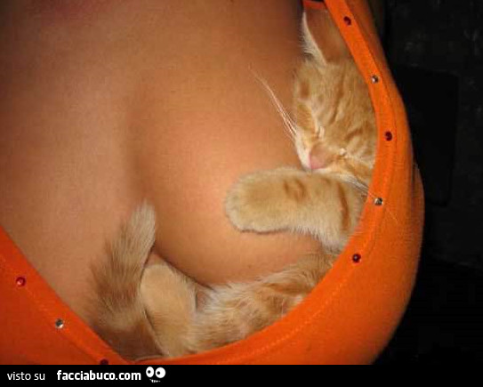 Gatto sulle tette