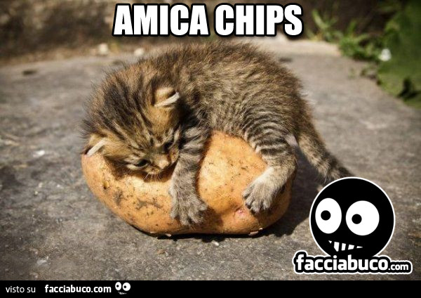 Gatto abbracciato alla patata. Amica Chips