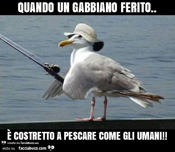 Quando un gabbiano ferito. È Costretto a pescare come gli umani