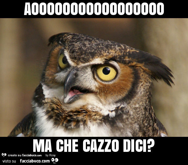 Aooooooooooooooooo ma che cazzo dici?