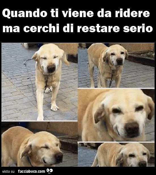 Quando ti viene da ridere ma cerchi di restare serio