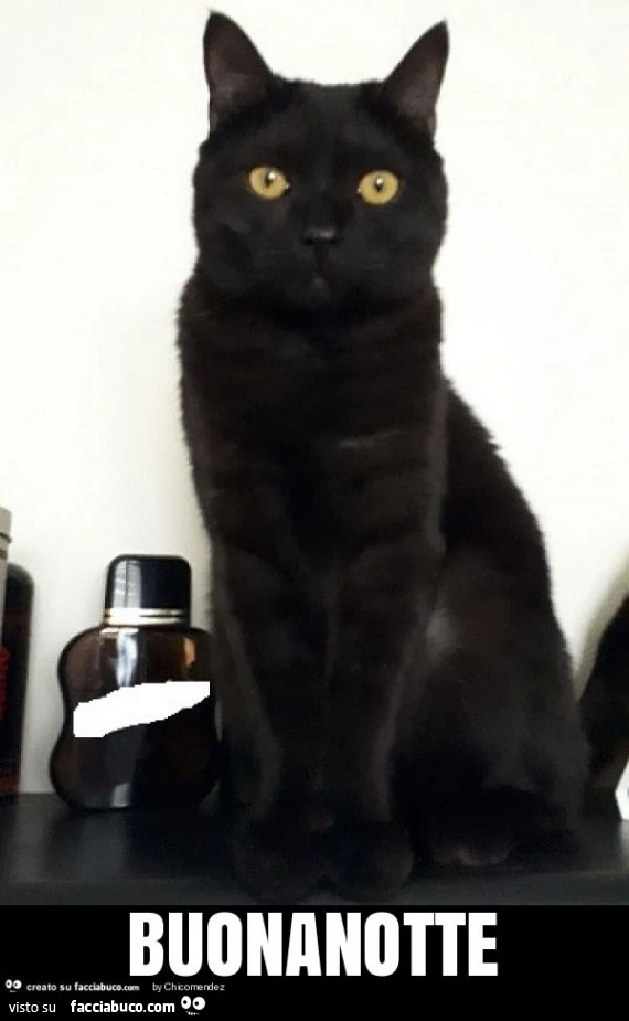 Buonanotte dal gatto nero