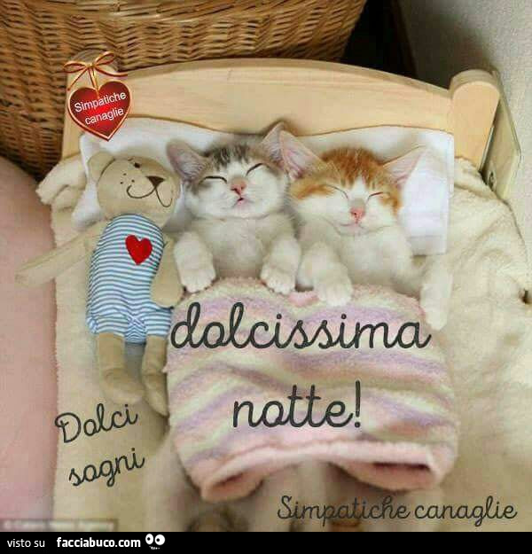 Gattini con peluche. Dolcissima notte