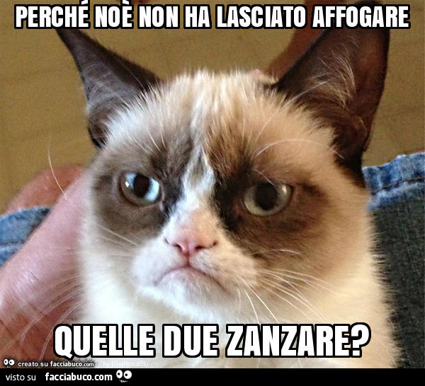 Perche Noe Non Ha Lasciato Affogare Quelle Due Zanzare Facciabuco Com