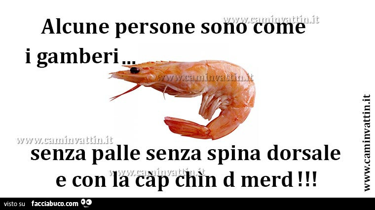 Alcune persone sono come i gamberi… senza palle senza spina dorsale e con la càp chìn d merd