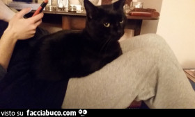 Erotico nero micio