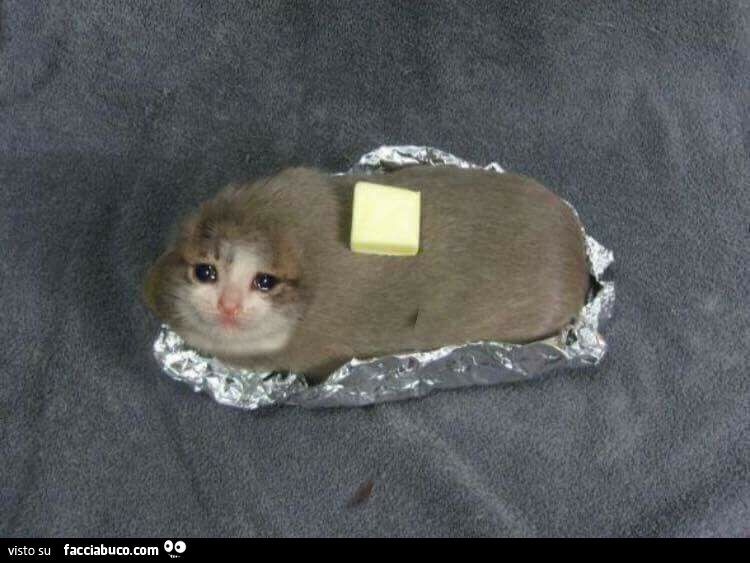 Gatto con gli occhi lucidi