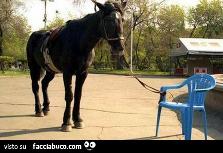 Cavallo legato alla sedia