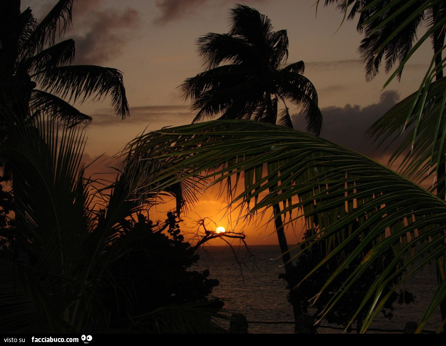 Tramonto nel mare con le palme