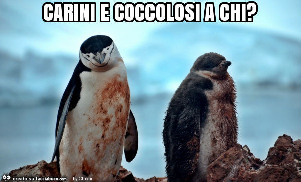 Carini e coccolosi a chi?