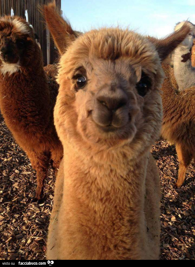 Cucciolo di lama sorridente