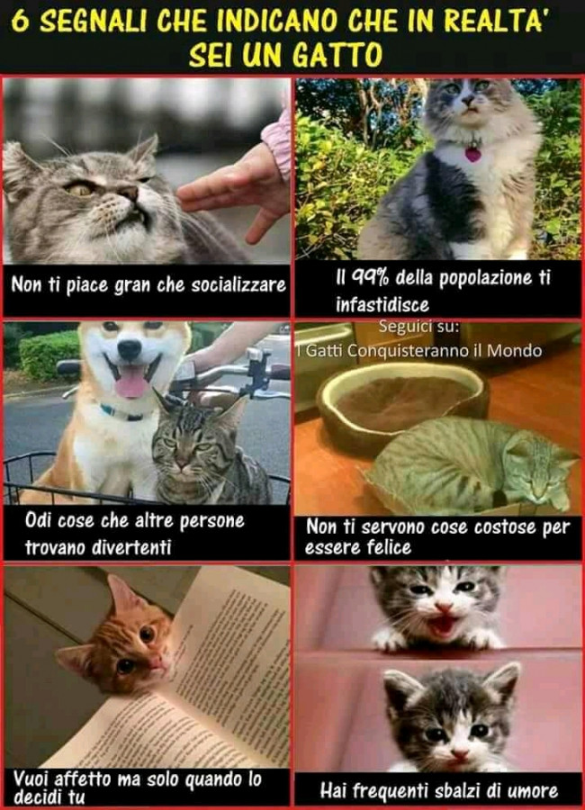 che cavolo meme sul gatto