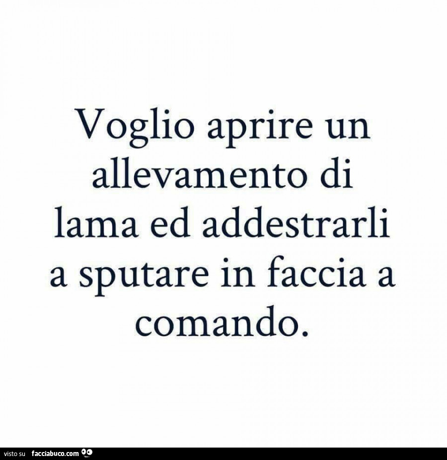 Voglio aprire un allevamento di lama ed addestrarli a sputare in faccia a comando