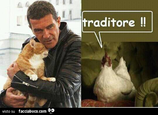 Antonio Banderas con il gatto. Rosita: traditore