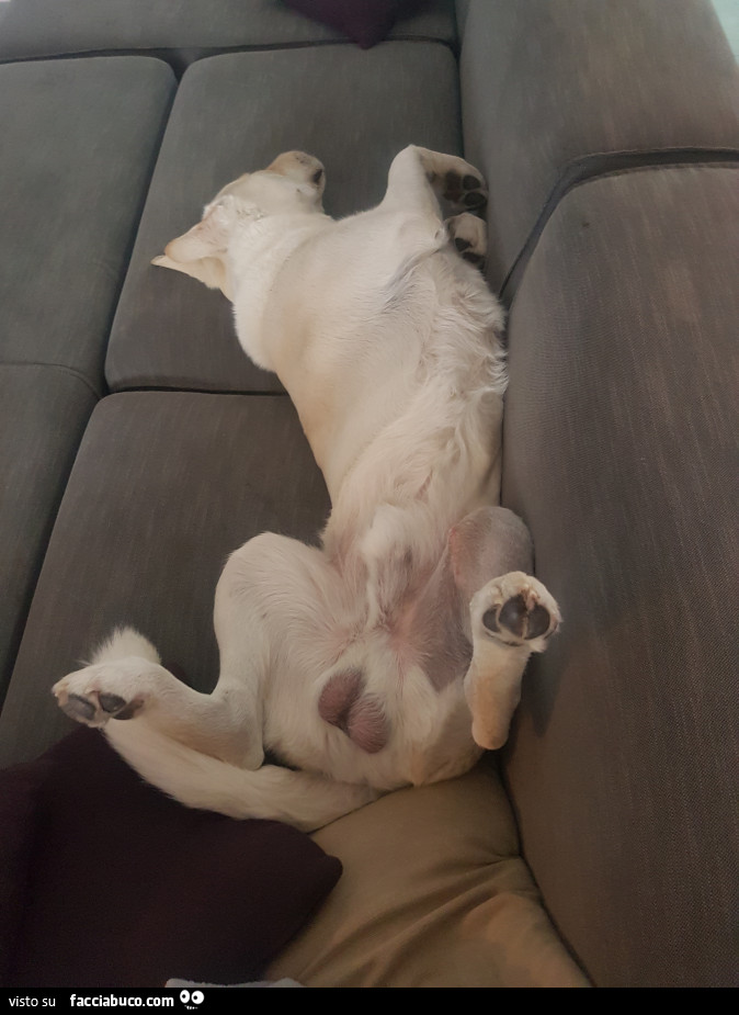 Il cane di Ariel85 sul divano