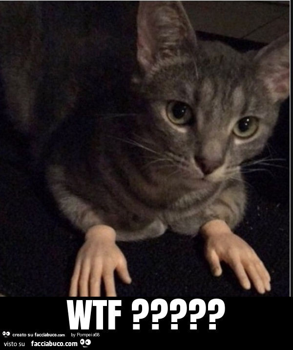 Gatto con le mani. WTF?