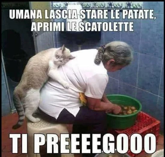 Vaccata