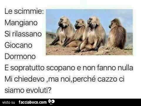 Le scimmie: mangiano si rilassano giocano dormono e sopratutto scopano e non fanno nulla. Mi chiedevo, ma noi, perché cazzo ci siamo evoluti?