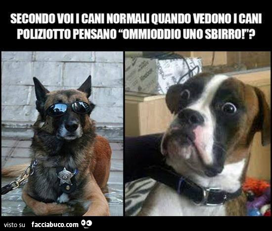 Secondo voi cani vedono i cani poliziotto pensano ommioddio uno sbirro?