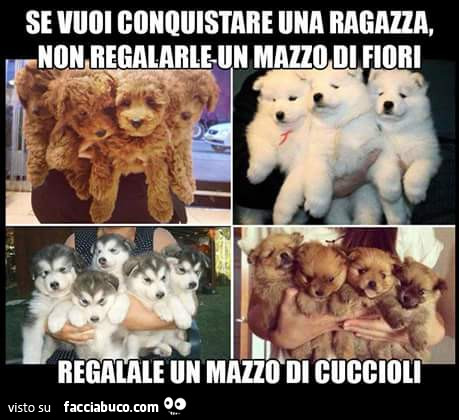 Se vuoi conquistare una ragazza, non regalarle un mazzo di fiori regalale un mazzo di cuccioli