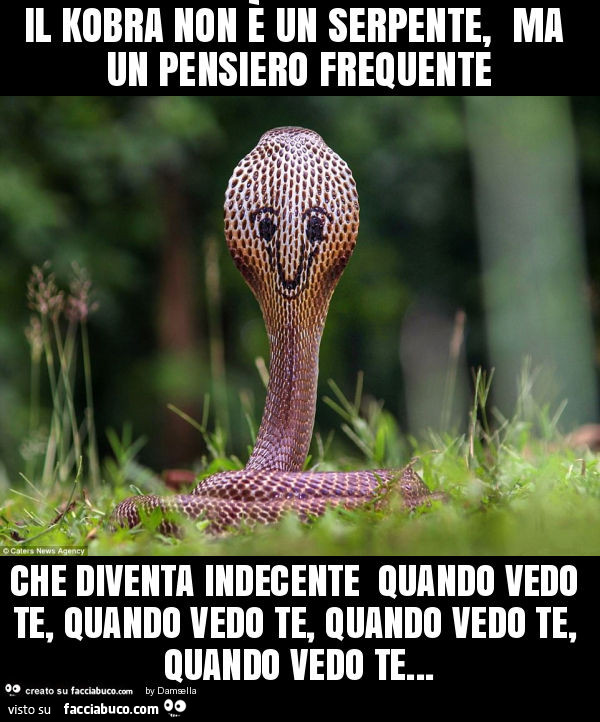 Il kobra non è un serpente, ma un pensiero frequente che diventa indecente quando vedo te, quando vedo te, quando vedo te, quando vedo te