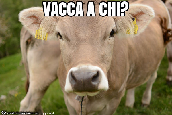 Vacca a chi?