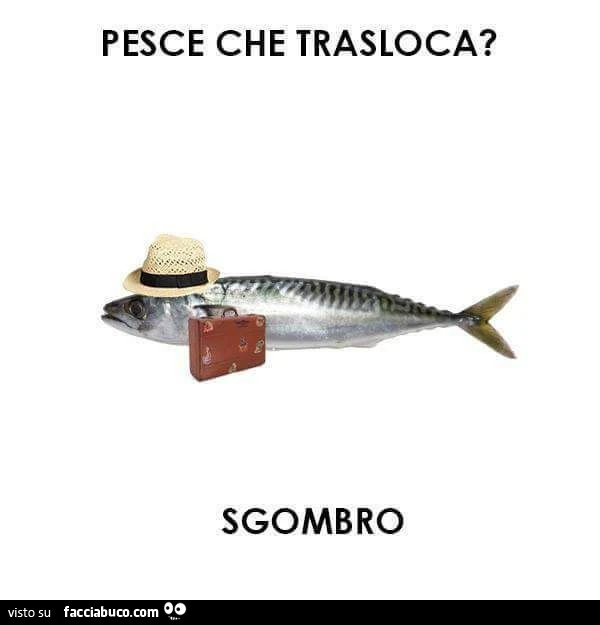 Pesce che trasloca? Sgombro