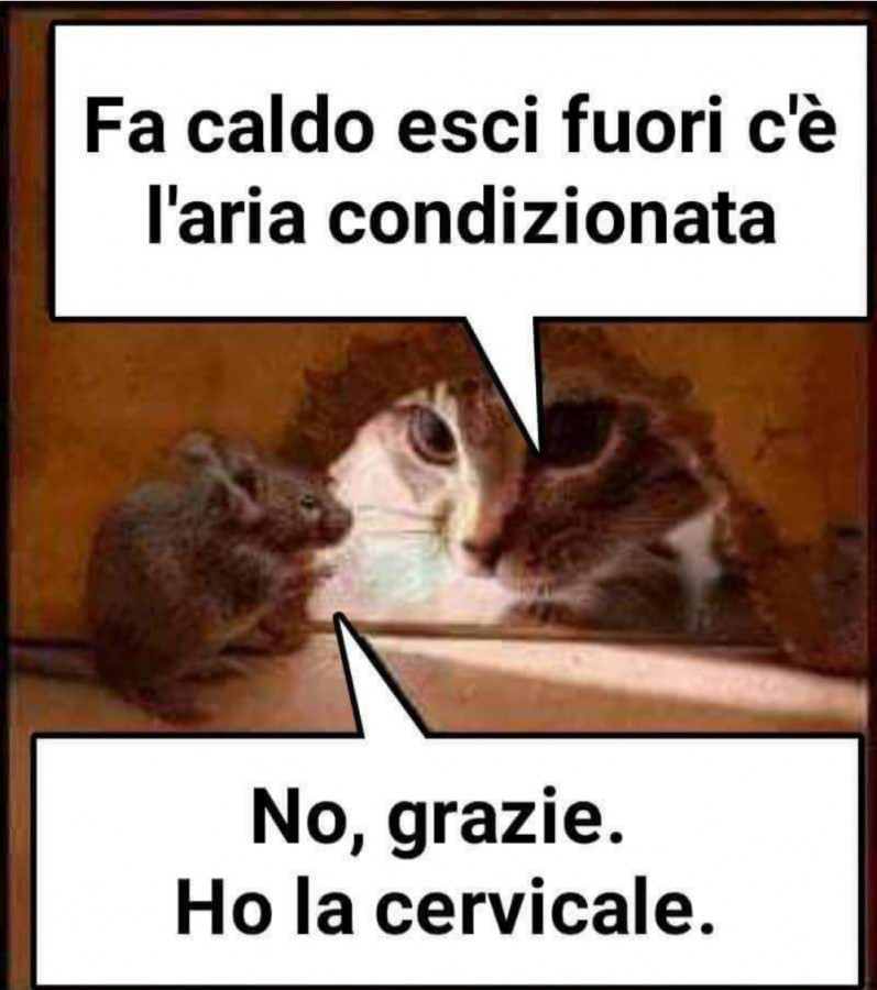 Gatto