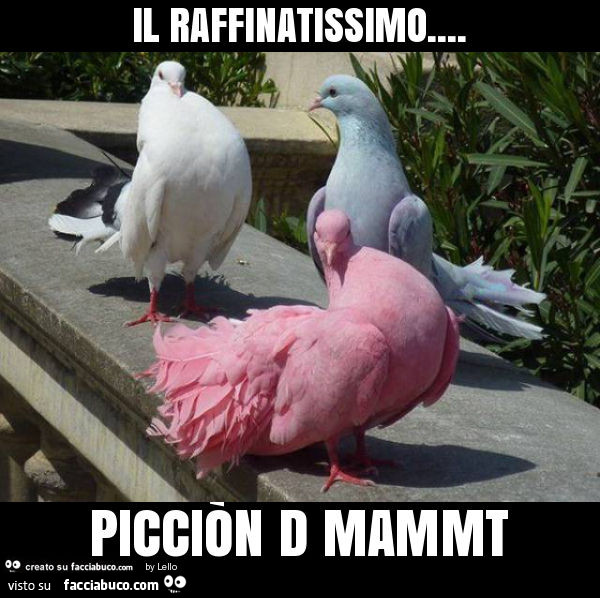 Il raffinatissimo… picciòn d mammt