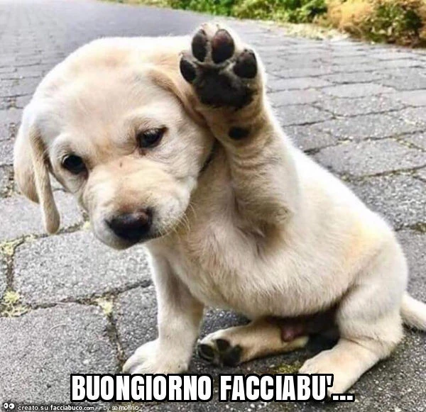 Buongiorno facciabù