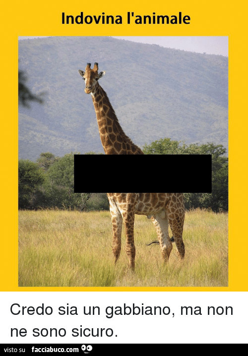 Indovina l'animale. Credo sia un gabbiano, ma non ne sono sicuro