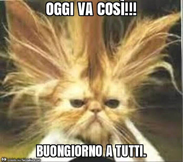 Gatto con i pelli drizzati: Oggi va così! Buongiorno a tutti