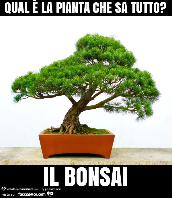 Risultati immagini per bonsai divertente