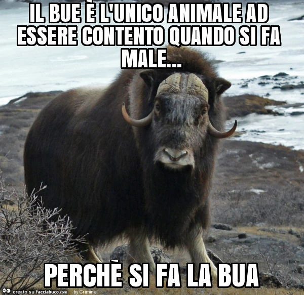 Il bue è l'unico animale ad essere contento quando si fa male&hellip; perchè si fa la bua