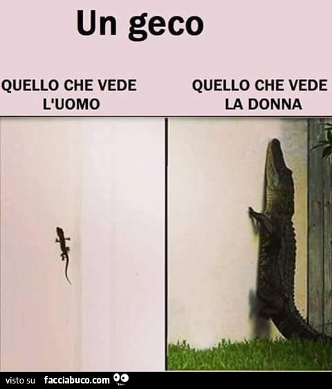 Un geco. Quello che vede l'uomo. Quello che vede la donna
